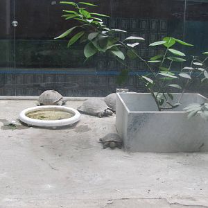 Reptile Enclosures(mashhad zoo)