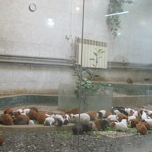 (mashhad zoo)guinea pig