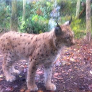 Carpathian Lynx - Dudley Zoo 24/10/2012