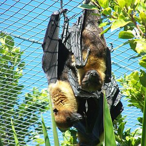Lyle's fruit bat