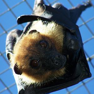 Lyle's fruit bat