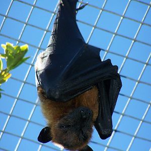 Lyle's fruit bat