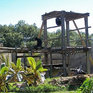 Chimp enclosure