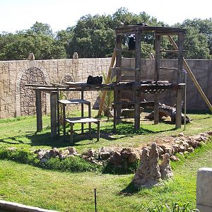 Chimp enclosure