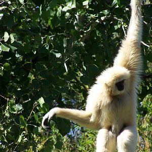 Gibbon