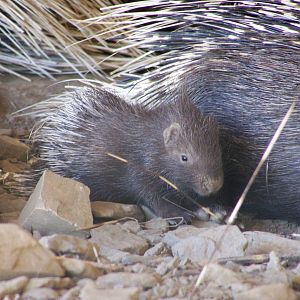 Young porcupine