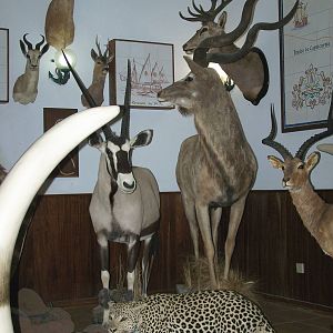 Restaurant taxidermy