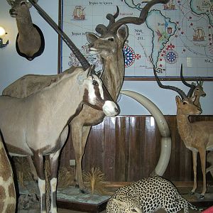 Restaurant taxidermy
