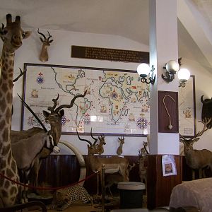 Restaurant taxidermy