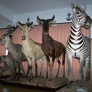 Restaurant taxidermy