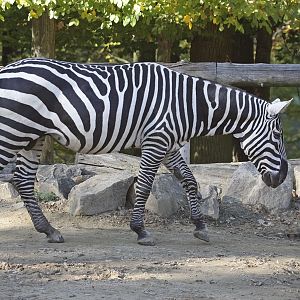 Maneless Zebra (Equus quagga borensis)