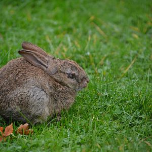 Young rabbit with the horrible disease that is myxomatosis