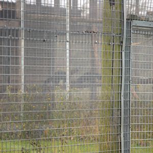 A very bad photo of a pair of Tayra