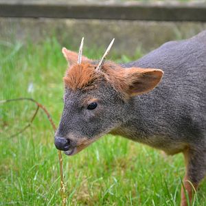 Chilean Pudu