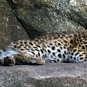 Amur Leopard cubs at four months old