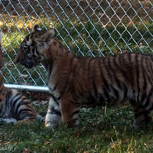 Tiger Cubs on exhibit