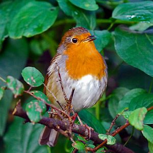 european robin