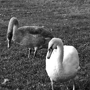 immature swans
