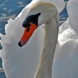 adult male swan