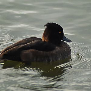 tufted duck