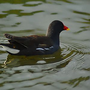 moorhen
