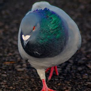 feral pigeon/ rock dove?