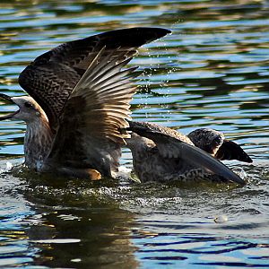 immature herring gulls