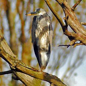 immature grey heron