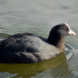 coot