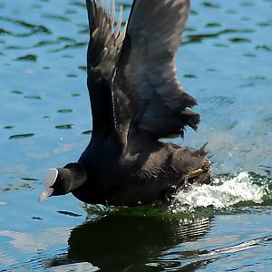 territorial coot