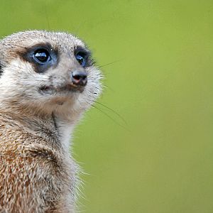 Meerkat