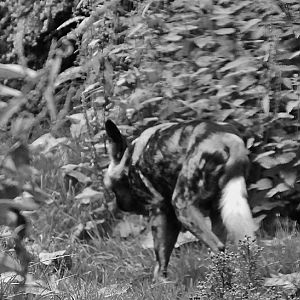 African Hunting Dog