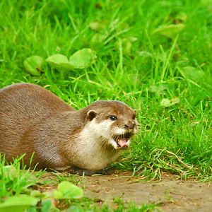 Asian short clawed otter