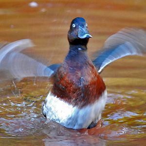Baer's pochard?