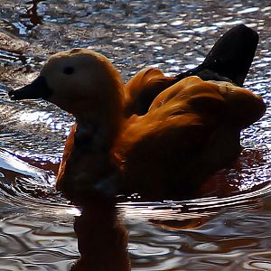 Ruddy Shelduck