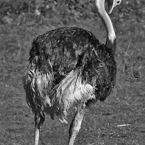ostritch