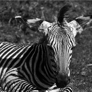 hartman mountain zebra foal