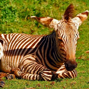 hartman mountain zebra foal