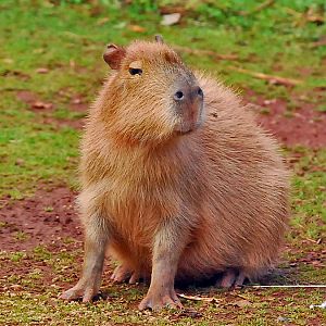 cabybara
