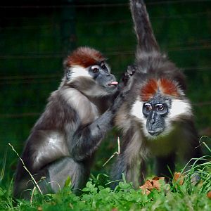 cherry crowned mangabey monkey