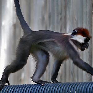 cherry crowned mangabey monkey