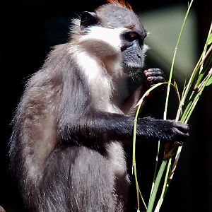 cherry crowned mangabey monkey