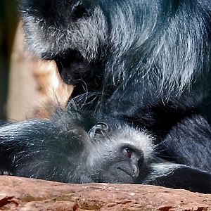 King  colobus monkey grooming