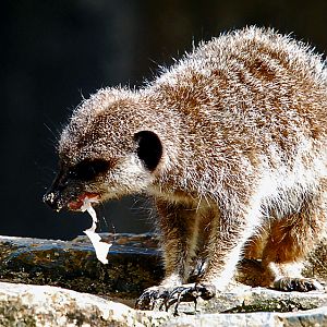 meerkat eating egg