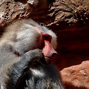 Hamadryas baboon male