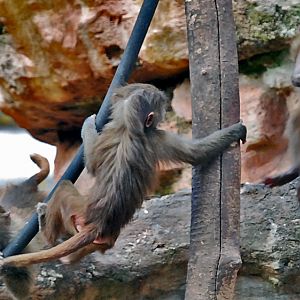 playing Hamadryas baboons