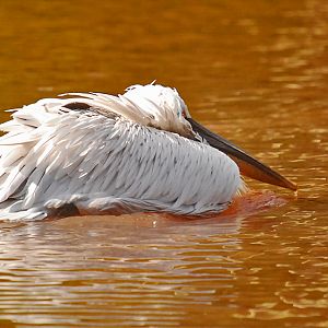 dalmation pelican