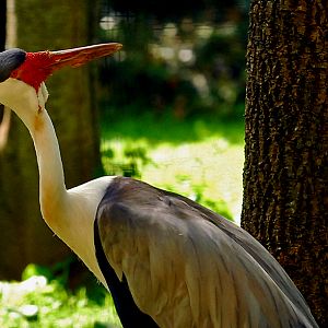 wattled crane
