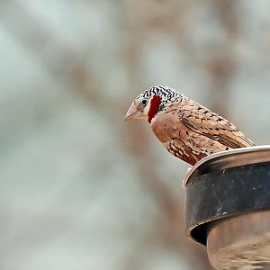 cut throat finch