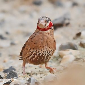 cut throat finch